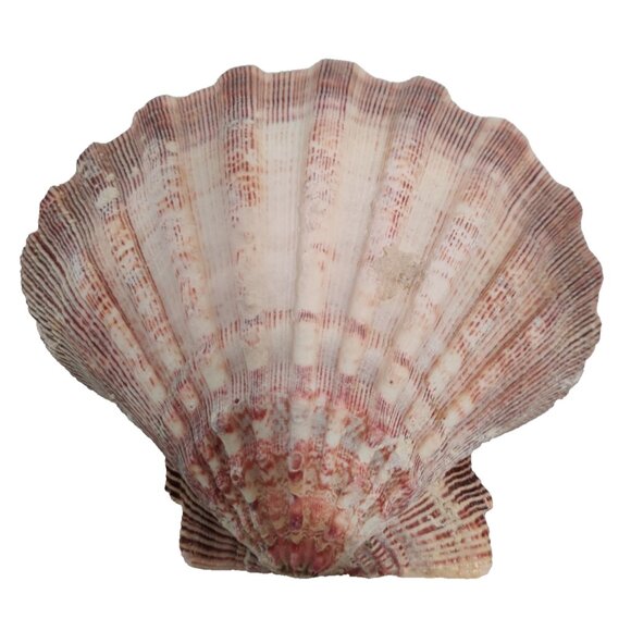 4 Pcs Large Great Scallop Sea Shells 5-5.5" Lion's Paw For Craft Fish Tank Decor - Picture 7 of 16